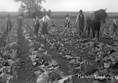 1920 black and white photo of figures working along rows of plants with a horse and plow