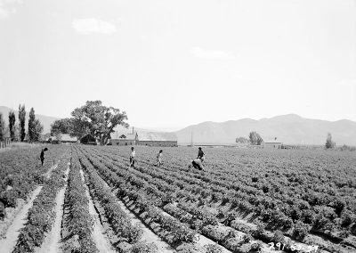 Black and white photo of figures working along rows of growing plants in an open field with a building and low mountains in the background